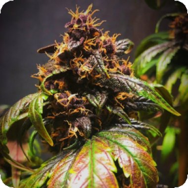 Purple Punch Auto Feminised